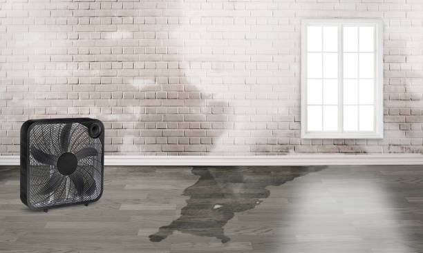 Best Water damage restoration experts  in Blackstone, VA